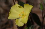 Carolina frostweed